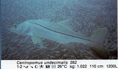 Centropomus undecimalis